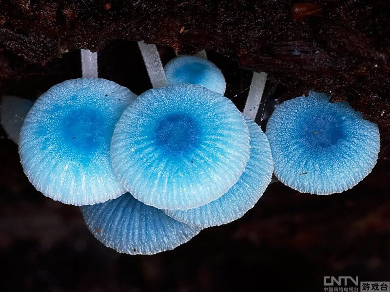 炫蓝蘑菇