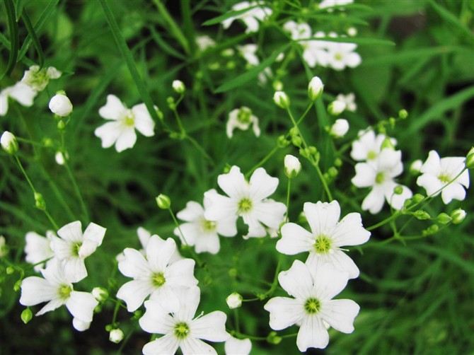 圆锥石头花（学名：Gypsophila paniculata），别名满天星、宿根满天星、 锥花丝石竹、圆锥花丝石竹、丝石竹、锥花霞草，为石竹科石头花属的植物。分布于欧洲、北美洲、俄罗斯、哈萨克斯坦、蒙古以及中国新疆等地，生长于海拔1,100米至1,500米的地区，多生在固定沙丘石质山坡、河滩、草地或农田中。