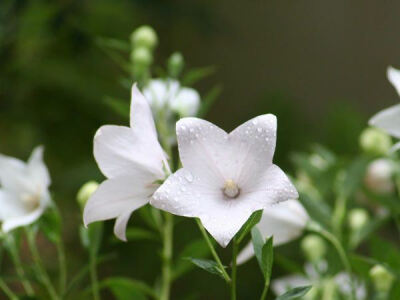 桔梗（学名：Platycodon grandiflorus，英语：Balloon Flower），别名包袱花、铃铛花、僧帽花，为桔梗科桔梗属植物，生长在中国、朝鲜半岛、日本和西伯利亚东部。根可入药，亦可腌制成咸菜，在中国东北地区称为“狗…