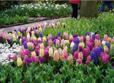 风信子（学名：Hyacinthus orientalis）是风信子科风信子属的植物。 原产于亚洲西南部、土耳其南部和中部、叙利亚西北部、黎巴嫩和以色列北部，在16世纪被引种到欧洲。