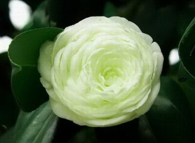 茶花，又名山茶花（學名：Camellia japonica），山茶科植物，屬常綠灌木和小喬木。古名海石榴。有玉茗花、耐冬等別名，在韓語中也被叫做冬柏花，在韓國海云臺區(qū)的冬柏島就是以茶花的名為此島命名，又被分為華東山茶…