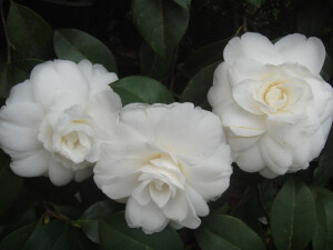 茶花，又名山茶花（学名：Camellia japonica），山茶科植物，属常绿灌木和小乔木。古名海石榴。有玉茗花、耐冬等别名，在韩语中也被叫做冬柏花，在韩国海云台区的冬柏岛就是以茶花的名为此岛命名，又被分为华东山茶、川茶花和晚山茶。茶花的品种极多，是中国传统的观赏花卉，“十大名花”中排名第八，亦是世界名贵花木之一。山茶也是金华市、重庆市、青岛市、景德镇市、温州市和日本的铫子市的市花。