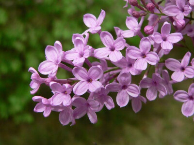 丁香属（Syringa），又称紫丁香属，该属多种植物的统称为丁香，别名百结、情客、紫丁香，生长于温带及寒带，落叶灌木或小乔木，圆球形树冠。单叶对生，卵圆形，圆锥花序，白色、紫色，花冠筒状，芳香。蒴果9月成熟。…