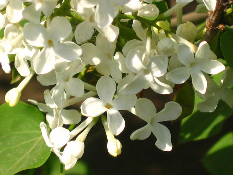 丁香属（Syringa），又称紫丁香属，该属多种植物的统称为丁香，别名百结、情客、紫丁香，生长于温带及寒带，落叶灌木或小乔木，圆球形树冠。单叶对生，卵圆形，圆锥花序，白色、紫色，花冠筒状，芳香。蒴果9月成熟。同属包括白花丁香、红花丁香、紫花丁香、荷花丁香、小叶丁香、花叶丁香、四季丁香等。