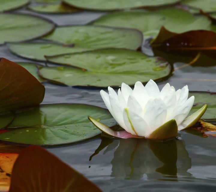 睡莲，又称子午莲、水芹花，是属于睡莲科睡莲属的多年生水生植物，睡莲是水生花卉中名贵花卉。外型与荷花相似，不同的是荷花的叶子和花挺出水面，而睡莲的叶子和花浮在水面上。睡莲因昼舒夜卷而被誉为“花中睡美人”。睡莲的用途甚广，可用于食用、制茶、切花、药用等用途。