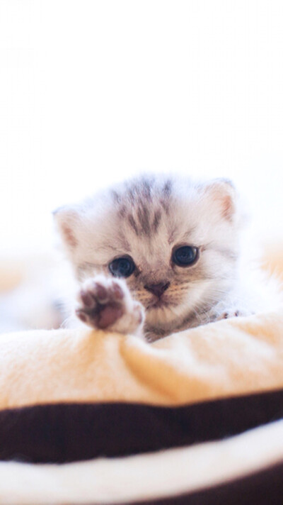 iphone壁纸、 萌萌的小猫