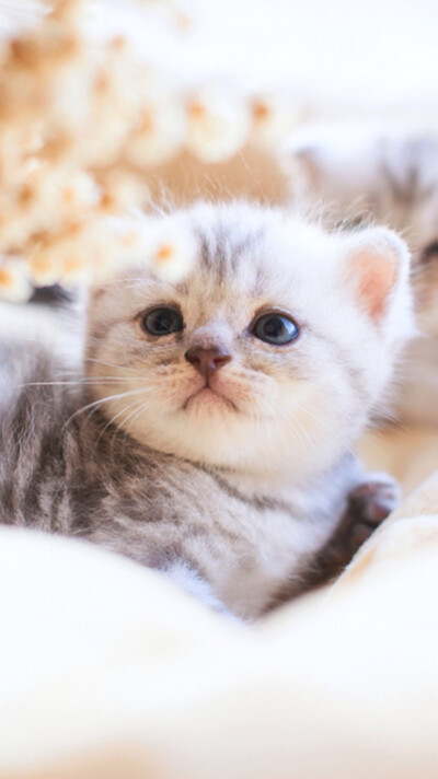 iphone壁纸、萌萌的小猫