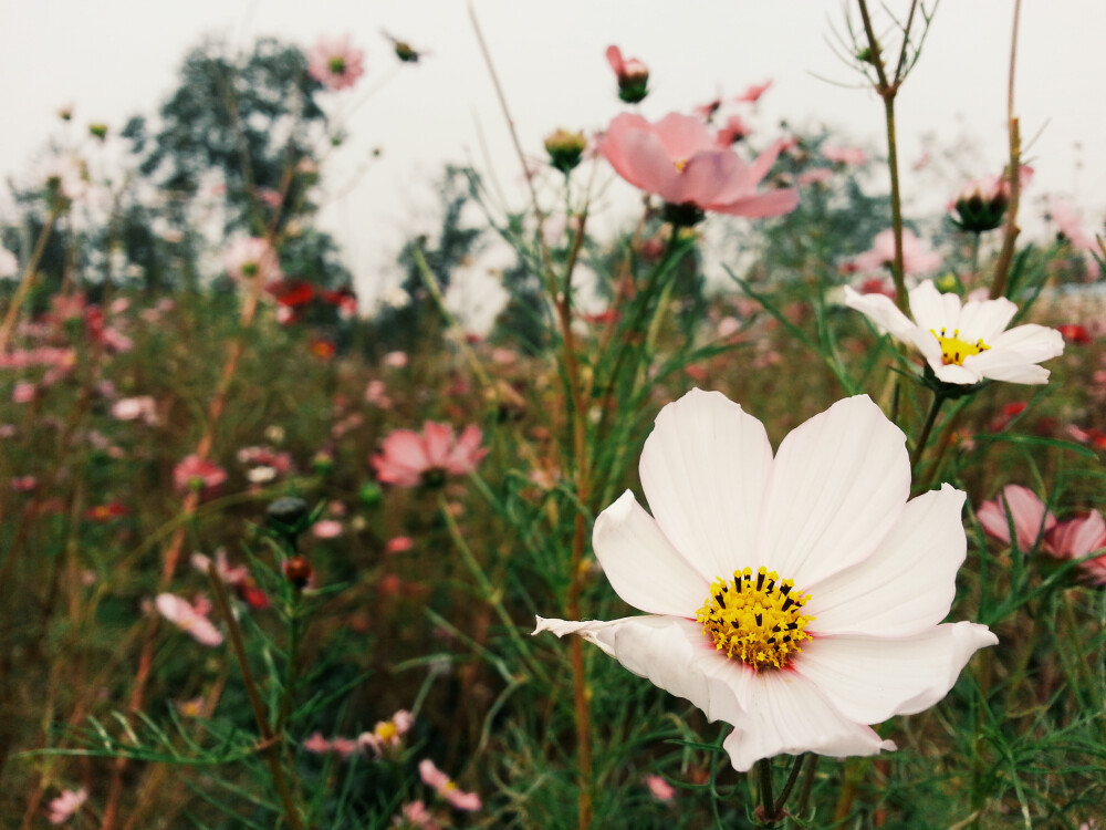 北京秋天的花朵朵在坚持美丽