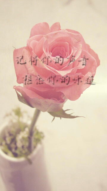 #壁纸##文字#记得你的声音，想念你的味道。偶然听到与他相似的声音，还会不会心中一震，感觉有东西敲了自己一下。