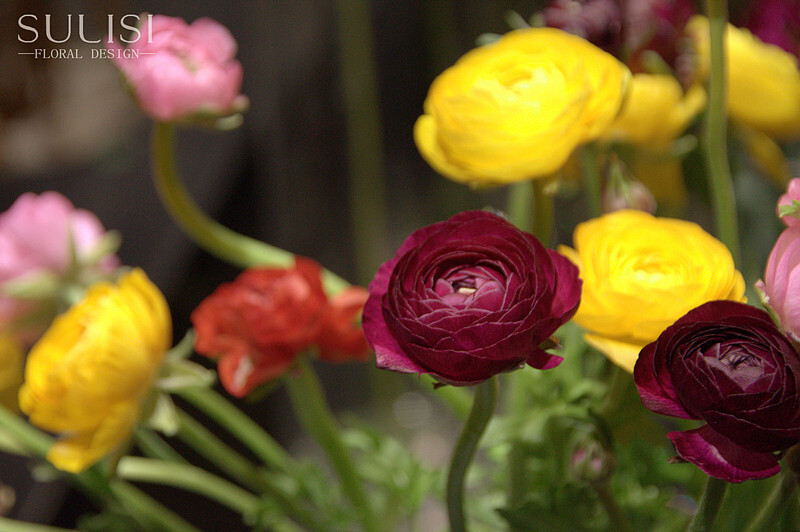 洋牡丹（洋牡丹）花毛茛（学名：Ranunculus asiaticus）又称芹菜花、波斯毛茛，昆明地区俗称“洋牡丹”，是毛茛科花毛茛属多年生宿根草本花卉。