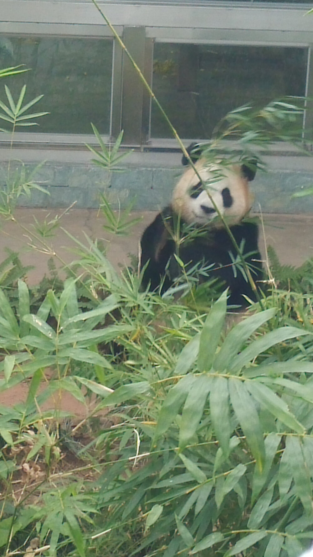 今天的风有点儿喧嚣～熊猫～