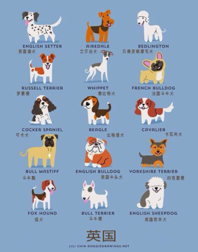 Q版英国犬