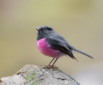 粉红鸲鹟（英文名：Pink Robin）