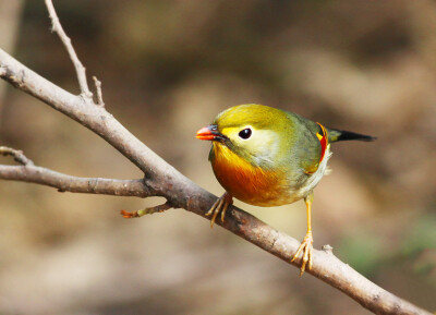 红嘴相思鸟（英文名：Silver-eared Leiothrix）是一种小型鸟类，属雀形目鹟科画眉亚科。又称相思鸟、红嘴玉、五彩相思鸟、红嘴鸟等，画眉科相思鸟属两种鸟之一，是海拔迁徙的候鸟。