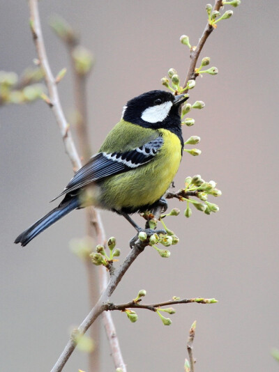 绿背山雀，学名Parus monticolus，英文名Green-backed Tit，也叫青背山雀。绿背山雀是一种体型略大（约13厘米）的山雀，雄雌同形同色，最为显眼的是肩部绿色区域与颈部黑色区域交界处有一条细的亮黄色环带。