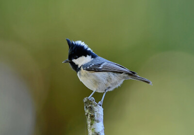 煤山雀（学名：Parus ater），共有21个亚种。是一种栖息于针叶林的小型鸣禽。喙短钝，略呈锥状；鼻孔略被羽覆盖；翅短圆；尾适中，方形或稍圆形；腿、脚健壮，爪钝。羽松软，雌雄羽色相似。