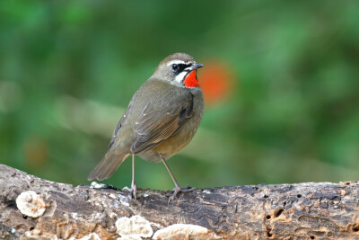 歌鸫，亦称夜莺。雀形目(Passerif 欧亚歌鸲(Erithacus megarhynchos) ormes)鸫科(Turdidae)数种东半球小鸟，因鸣声而闻名。