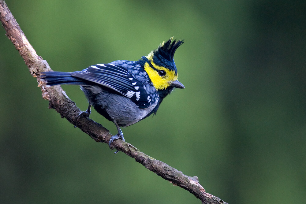 黄颊山雀（学名：Parus spilonotus）小型鸟类，体长12~14厘米。头顶和羽冠黑色，前额、眼先、头侧和枕鲜黄色，眼后有一黑纹