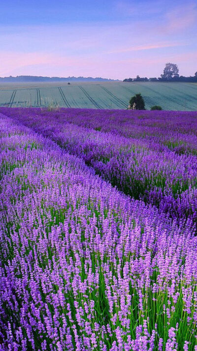 Lavender in Provence, France。法国普罗旺斯薰衣草。普罗旺斯位于法国南部，从诞生之日起，就谨慎地保守着她的秘密，直到英国人彼得·梅尔的到来，普罗旺斯许久以来独特生活风格的面纱才渐渐揭开。