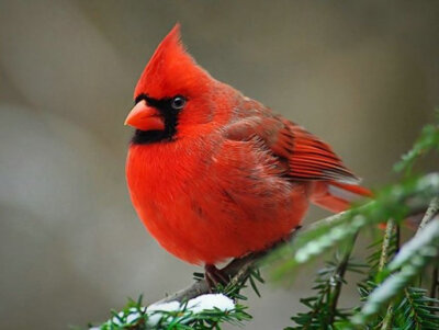 北美红雀（红衣主教） Northern Cardinal (Cardinalis cardinalis)- 一种北美鸣鸟（主红雀 主红雀属），体长8.3～9英吋。它头上有一个有特色的羽冠，雄鸟喙周围有黑色羽毛而雌鸟喙周围有灰色羽毛。