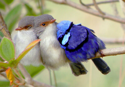 雌雄不同的辉蓝细尾鹩莺