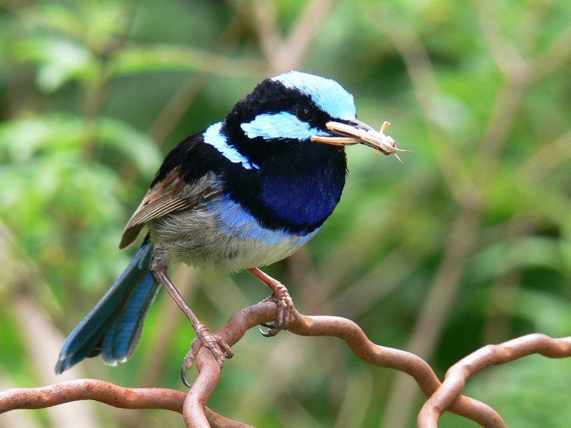 细尾鹩莺 （fairy wren），亦称蓝鹩莺(blue wren)或鸝莺(superb warbler)。 澳大利亚鹩莺科(Maluridae, 或归入莺科〔Sylviidae〕)细尾鹩莺属(Malurus)鸟类，14种。栖于澳大利亚东部。