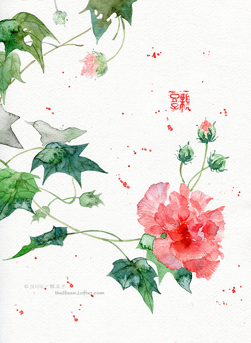 水彩插画——芙蓉