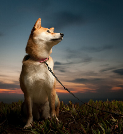 秋田犬