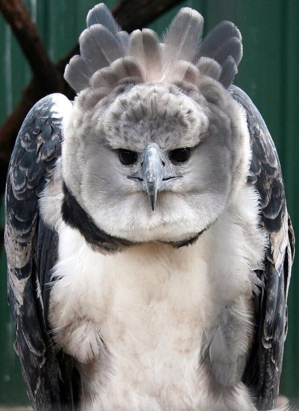 Philippine Eagle 食猴鹰 或菲律宾鹰