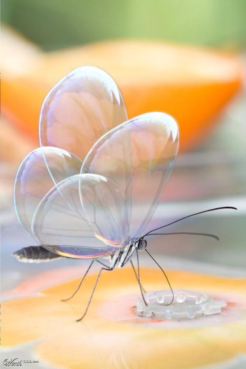 这些生物将会颠覆你的认知