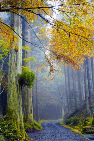 日本~森林