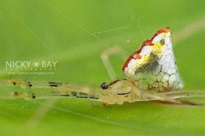 奇形怪状的蜘蛛：身披小镜子的镜子蜘蛛（Mirror Spider）