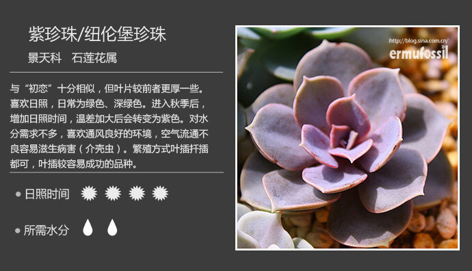 二木花花男的【150种常见多肉植物图鉴】。001 紫珍珠 Echeveria 'Perle von Nurnberg'