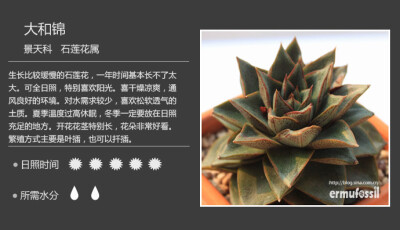 二木花花男的【150种常见多肉植物图鉴】。005 大和锦 Echeveria pur-pusorum