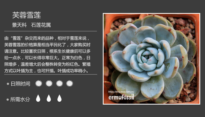 二木花花男的【150种常见多肉植物图鉴】。006 芙蓉雪莲 Echeveria laui x lindsayana