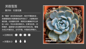 二木花花男的【150种常见多肉植物图鉴】。006 芙蓉雪莲 Echeveria laui x lindsayana