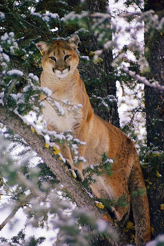 美洲狮（学名：Puma concolor）又称美洲金猫，具有温顺的性格，大小和花豹相仿，但外观上没有花纹且头骨较小，是地球上速度第二快的猫科动物。美洲狮常相居在山谷丛林中，尤其喜欢在树上活动，它跳跃能力很强，轻轻一跃能达8、9多米远。