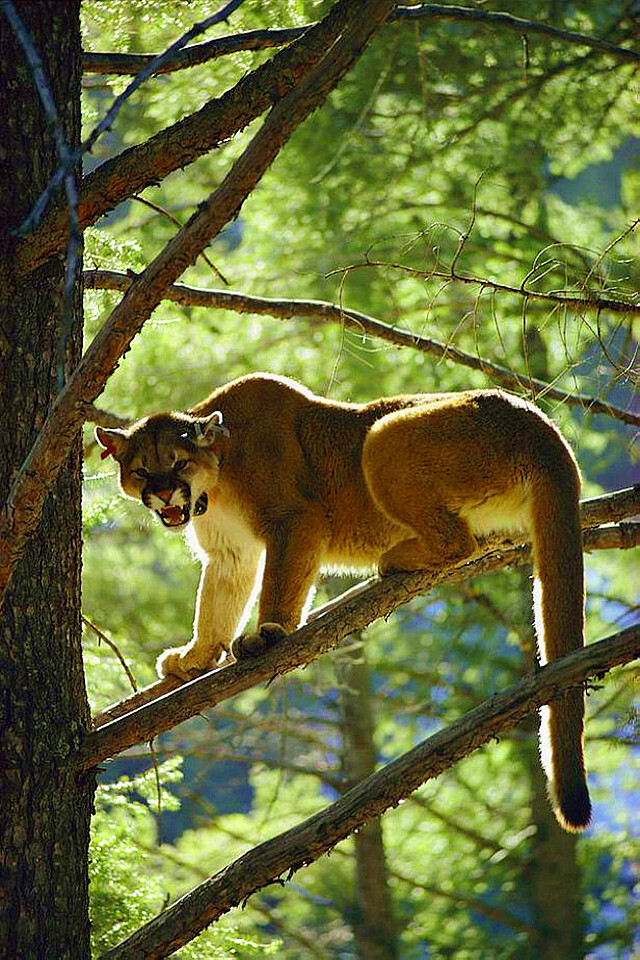 美洲狮（学名：Puma concolor）又称美洲金猫，具有温顺的性格，大小和花豹相仿，但外观上没有花纹且头骨较小，是地球上速度第二快的猫科动物。美洲狮常相居在山谷丛林中，尤其喜欢在树上活动，它跳跃能力很强，轻轻一跃能达8、9多米远。