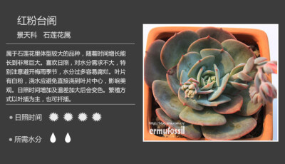 二木花花男的【150种常见多肉植物图鉴】。008 红粉台阁 Echeveria runyonii cv