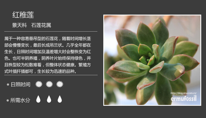 二木花花男的【150种常见多肉植物图鉴】。009 红稚莲 Echeveria macdougallii