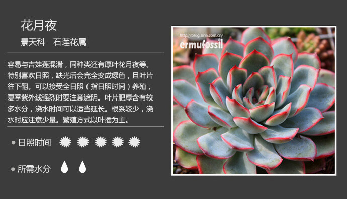 二木花花男的【150种常见多肉植物图鉴】。010 花月夜 Echeveria pulidonis