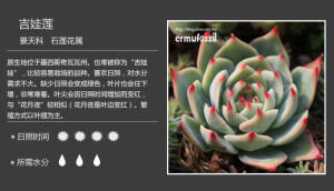 二木花花男的【150种常见多肉植物图鉴】。011 吉娃莲 Echeveria chihuahuaensis