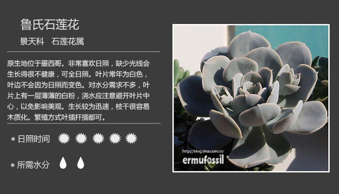 二木花花男的【150种常见多肉植物图鉴】。 015 鲁氏石莲花 Echeveria runyonii