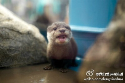 生活在宮島水族馆里的小水獭