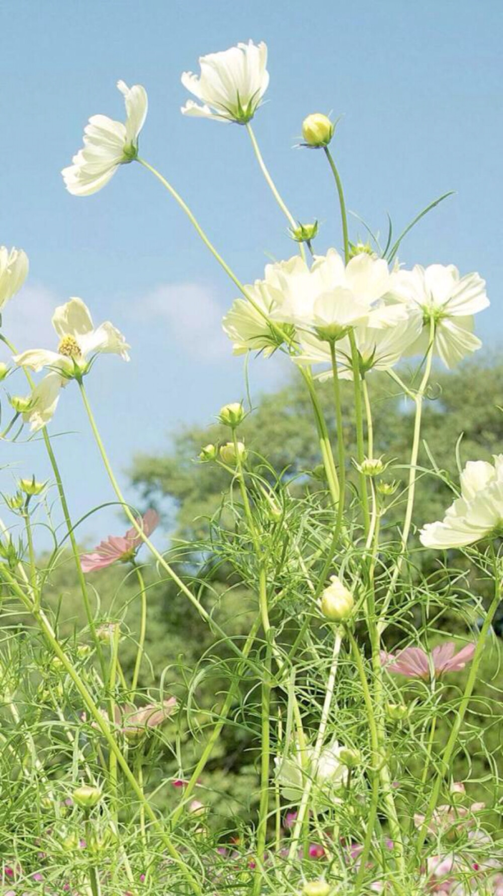 苹果6壁纸'花草