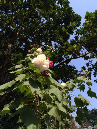 秋。 本相冊全由本人所拍攝。