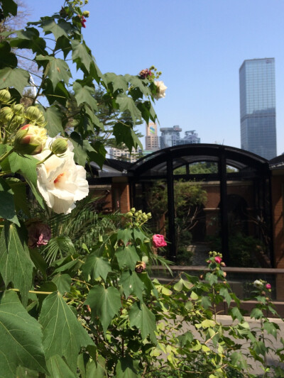 秋。 本相冊全由本人所拍攝。