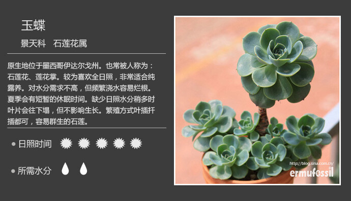 二木花花男的【150种常见多肉植物图鉴】。019 玉蝶 Echeveria secunda var.glauca