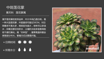 二木花花男的【150种常见多肉植物图鉴】。020 中斑莲花掌 Aeonium arboreum f. variegata