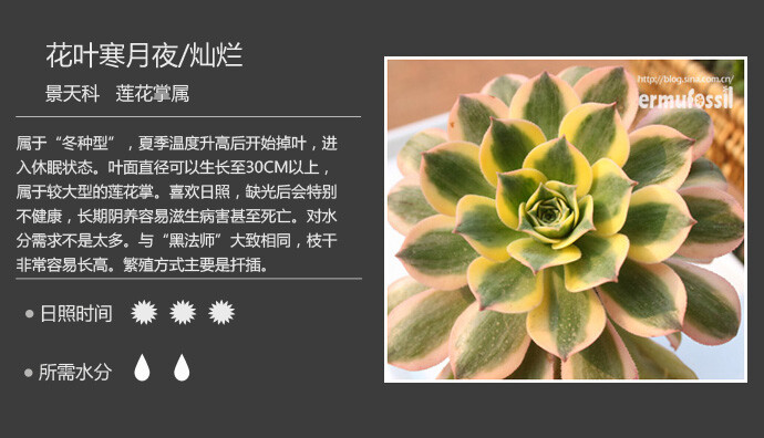 二木花花男的【150种常见多肉植物图鉴】。024 花叶寒月夜 Aeonium ‘Sunburst’